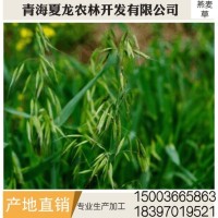 燕麥草 養殖場(chǎng)燕麥草 牛羊、兔子、荷蘭豬和豚鼠寵物牧草