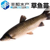 基地直銷(xiāo) 草魚(yú)苗鯇魚(yú)苗 淡水草魚(yú)苗批發(fā) 規格齊全 量大從優(yōu)