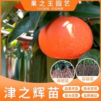 津之輝柑橘樹(shù)一年生新品種晚蜜露柑桔果樹(shù)木接受預訂重慶基地直發(fā)