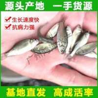 極速發(fā)貨 中科五號鯽魚(yú)苗 高產(chǎn)快大鯽魚(yú)水花活體魚(yú)苗批發(fā)