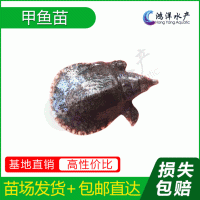 中華鱉甲魚(yú)苗優(yōu)質(zhì)水魚(yú)苗淡水養殖活體魚(yú)苗批發(fā)