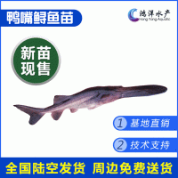 鴨嘴魚(yú)苗 匙吻鱘魚(yú)苗 高產(chǎn)優(yōu)質(zhì)美國匙吻鱘 淡水養殖活體魚(yú)苗批發(fā)