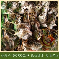 珍珠雞苗-非洲珍珠雞苗-珠鳥(niǎo)苗-6天一批-每批8千羽