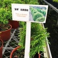 北美香柏育苗綠植盆栽家庭陽(yáng)臺園藝批發(fā)