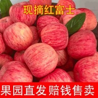 脆甜蘋(píng)果冰糖心紅富士蘋(píng)果10斤丑蘋(píng)果富士應季新鮮水果批發(fā)紅富士