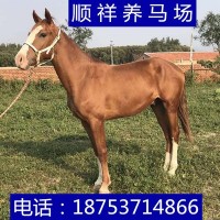 公司開(kāi)業(yè)慶典用馬白馬純血馬汗血馬伊犁馬阿拉伯馬租賃半血馬養殖