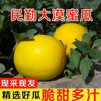 黃河蜜瓜頭茬當季現采摘應季采摘哈密瓜甘肅民勤3斤5斤9斤