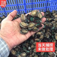 廠(chǎng)家批發(fā)活凍小鮑魚(yú)網(wǎng)紅麻辣小海鮮 餐飲佛跳墻食材 社區團購代發(fā)