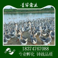 湖南衡陽(yáng)新華禽畜大量供應 小種灰鵝出殼苗