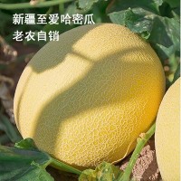 新疆至愛(ài)哈密瓜精品老農促銷(xiāo)整箱6至8斤48元順豐包郵