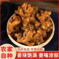 泥姜生姜辛辣姜塊鮮姜廠(chǎng)家小黃姜批發(fā)大姜帶泥老姜土姜 9斤裝