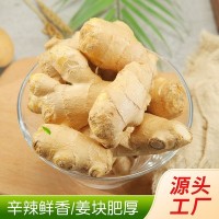 食用姜把風(fēng)干姜 出口品質(zhì)月子姜 廠(chǎng)家供應批發(fā)整斤裝大姜 5斤裝