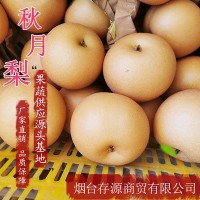 煙臺果園批發(fā)萊陽(yáng)秋月梨采摘脆甜梨新鮮水果批發(fā) 山東特產(chǎn)秋月梨