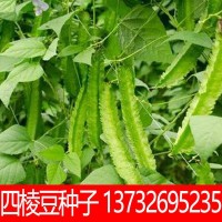 【四棱豆種子】 楊桃豆 四角豆 翼豆種子 種植容易 春夏秋播種