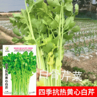 批發(fā)菜園院子蔬菜種子四季抗熱黃心香白芹種子7克菜籽 廠(chǎng)家直銷(xiāo)