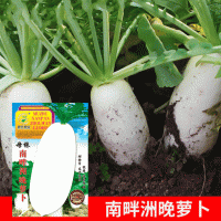 批發(fā)菜園蔬菜種子母株南畔洲晚蘿卜25克盆栽陽(yáng)臺院子菜籽廠(chǎng)家直銷(xiāo)