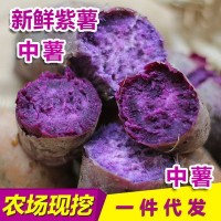 新鮮紫薯越南的種源現挖農家番薯地瓜紫芋頭5斤10斤批發(fā)