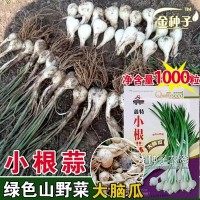 小根蒜種子小根蒜籽大蒜籽蒜苗種子蔬菜種子批發(fā)菜種菜籽種子公司