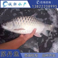 馬來(lái)西亞國寶魚(yú) 蘇丹魚(yú) 皇帝魚(yú) 忘不了魚(yú) 魚(yú)苗供應