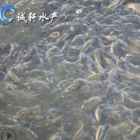 優(yōu)質(zhì)青魚(yú)苗 螺絲青魚(yú) 黑鯇魚(yú)苗 黑草魚(yú) 網(wǎng)箱養殖 人工養殖