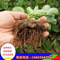 【草莓】草莓批發(fā) 甜寶草莓 章姬草莓 甜寶 奶油草莓 現挖現賣(mài)