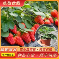 種植基地直供草莓苗 當年結果陽(yáng)臺種植地栽盆栽 四季奶油草莓苗