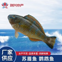 供應海鮮蘇眉魚(yú)小蘇眉青衣 鸚鵡魚(yú) 500g批發(fā)