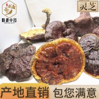 長(cháng)期供應 長(cháng)白山靈芝片產(chǎn)地一手貨源 靈芝批發(fā) 靈芝個(gè) 中藥材