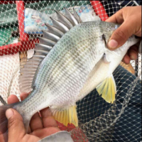 東山島深海黃翅魚(yú)500g 2條左右 深海海捕黃鯛魚(yú) 海鮮水產(chǎn)