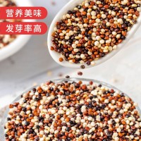 廠(chǎng)家批發(fā)三色藜麥500g/袋壩上黑白紅藜麥混合裝YZ