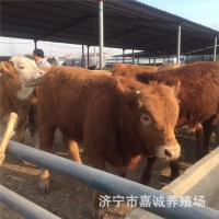 嘉誠大型養殖場(chǎng)魯西黃牛肉牛犢 西門(mén)塔小牛犢教技術(shù)價(jià)議價(jià)