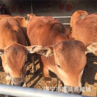 一歲左右的小牛犢現在價(jià)出售 新鮮牛肉 無(wú)瘦肉精 牛犢