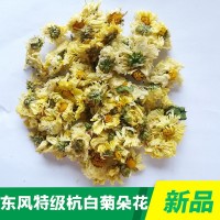 杭白菊朵花廠(chǎng)家批發(fā)桐鄉菊花胎菊精選杭白菊花茶花果茶廠(chǎng)家直銷(xiāo)