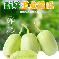 產(chǎn)地直發(fā)金童玉女水果黃瓜無(wú)刺鮮嫩蔬菜清甜爽口新玉女拇指小黃瓜