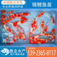 廠(chǎng)家批發(fā)錦鯉魚(yú)苗 淡水魚(yú)苗