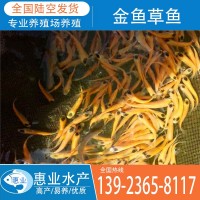 廠(chǎng)家批發(fā)金魚(yú)草魚(yú) 淡水魚(yú)苗