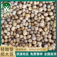 輕微受損大豆 黃豆原料有機肥原材料碳化豆益生菌大豆肥原料批發(fā)