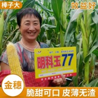 明科玉77玉米雜交種 批發(fā)玉米良種 活桿成熟 玉米種子