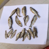 貓糧貓零食淡水小魚(yú)干小魚(yú)干貓咪零食白條魚(yú)干