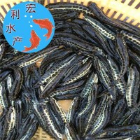 雜交黑魚(yú)苗 生魚(yú)苗 黑芝麻水花魚(yú)苗 烏魚(yú)苗 淡水養殖蛇頭魚(yú)