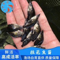 廣州水產(chǎn)養殖廠(chǎng)供應桂花魚(yú)苗 鱖魚(yú)苗 翹嘴桂花苗 桂魚(yú)魚(yú)苗