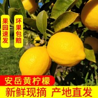 果園直發(fā)安岳黃檸檬 新鮮皮薄多汁，包郵 帶箱稱(chēng)重. 壞果包賠