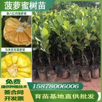 廣西果樹(shù)苗木菠蘿蜜樹(shù)苗馬來(lái)西亞一號苗泰八紅肉泰十二菠蘿蜜苗批