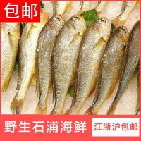 寧波象山東海新鮮冷凍小黃魚(yú) 鮮活石浦黃花魚(yú)批發(fā)一斤9-10條 5斤起批