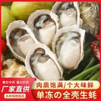 福建沿海海鮮半殼生蠔餐飲燒烤食材肉質(zhì)肥嫩新鮮凍生蠔肉支持貼牌