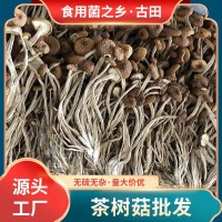 古田特產(chǎn)茶樹(shù)菇500g土楊樹(shù)菇不開(kāi)傘茶薪菇食用菌干貨柳松菇批發(fā)  10包起批