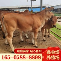 黃牛肉牛犢改良 肉牛價(jià)格怎么樣 養殖批發(fā)牛苗 肉?；钆? onmouseover=