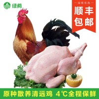 【一手三鳥(niǎo)】清遠散養太監土公雞閹雞整只新鮮現殺扇雞走地雞肉批  4斤起批