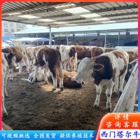 廣西改良肉牛苗 西門(mén)塔爾牛犢3-5個(gè)月的小牛犢 魯西黃牛價(jià)格