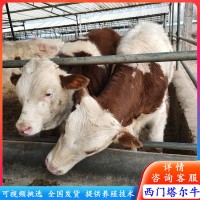 訂購肉牛改良牛 西門(mén)塔爾牛犢 夏洛萊牛苗價(jià)格 西門(mén)塔爾牛養殖場(chǎng)